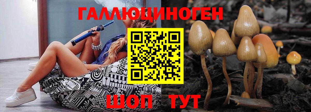 Псилоцибиновые грибы Psilocybine cubensis Заводоуковск